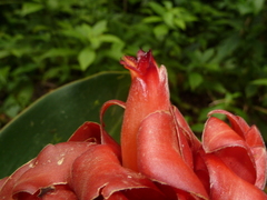 Costus lima