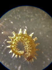 Micronereis nanaimoensis