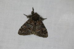 Dasychira plagiata