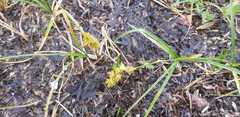 Carex arenaria