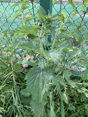 Urtica dioica
