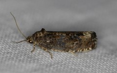 Pseudosciaphila duplex