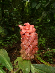 Costus lima
