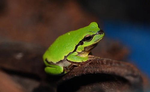 Assam Treefrog, Hyla annectans