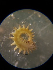 Micronereis nanaimoensis