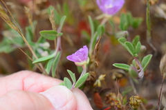 Clarkia davyi