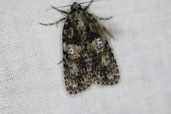 Acronicta cryptica
