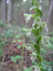 Platanthera ephemerantha