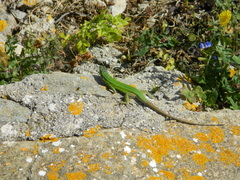 Podarcis waglerianus