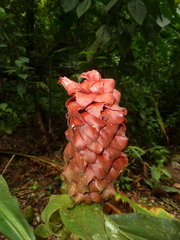 Costus lima