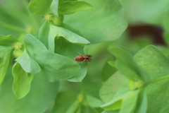 Nigma puella
