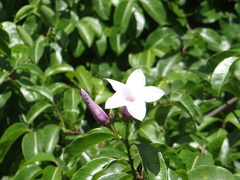 Cryptostegia