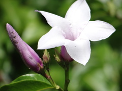 Cryptostegia