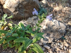 Salvia tomentosa