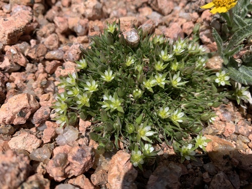 Tufted Pearlwort (Sagina caespitosa)