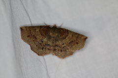 Metarranthis angularia