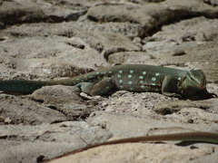 Cnemidophorus murinus