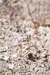 Leptosiphon breviculus