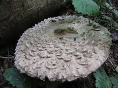 Rhacodium