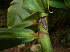 Costus lima