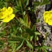 Creeping Cinquefoil - Photo (c) janexmoor, some rights reserved (CC BY-NC)