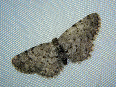 Aethalura intertexta
