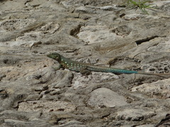 Cnemidophorus murinus