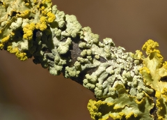 Parmeliopsis capitata