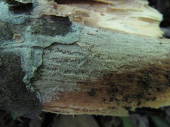 Scopuloides hydnoides