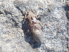 Stylogomphus albistylus