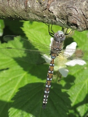 Rhionaeschna californica