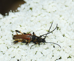 Stenopterus ater