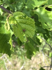 Himatolabus pubescens