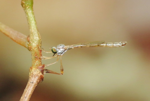 Yellow-legged Pixie