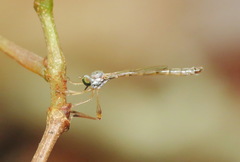 Leptogaster flavipes