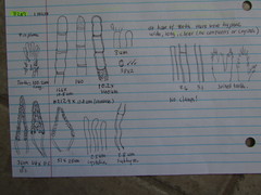 Scopuloides hydnoides