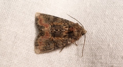 Oligia latruncula