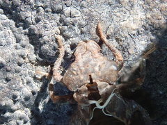 Stylogomphus albistylus