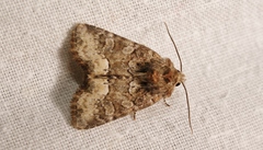 Oligia strigilis