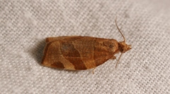 Pandemis cinnamomeana