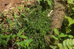 Pallavicinia