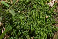 Pallavicinia