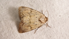 Photedes minima