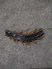 Scolopendromorpha