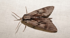 Sphinx maurorum