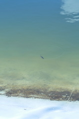Ichthyosaura alpestris alpestris