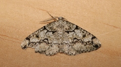 Cleorodes lichenaria