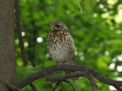 Turdus pilaris