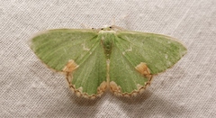 Comibaena bajularia
