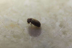 Stegobium